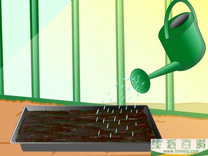 怎么种植生菜
