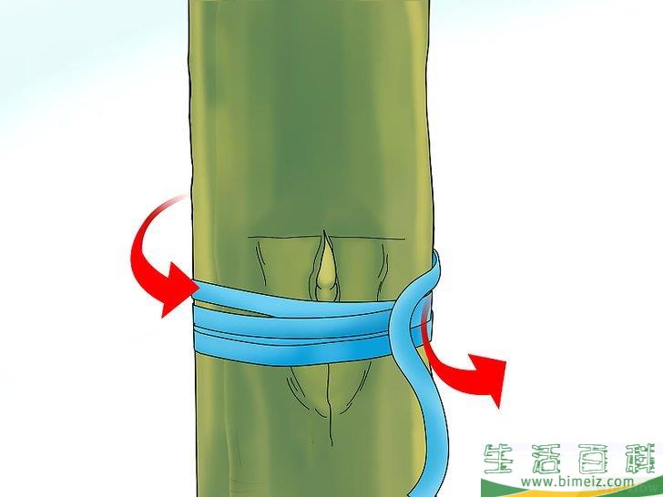 怎么嫁接树
