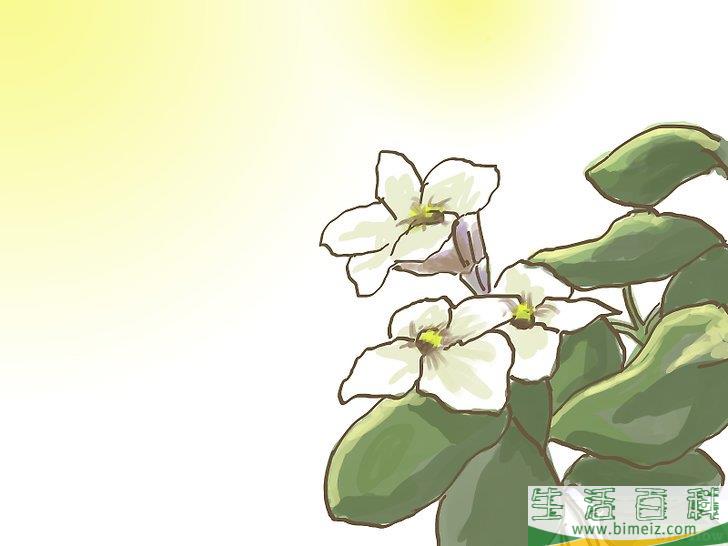 怎么种橄榄
