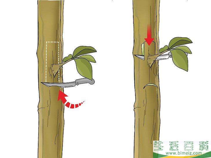 怎么嫁接树