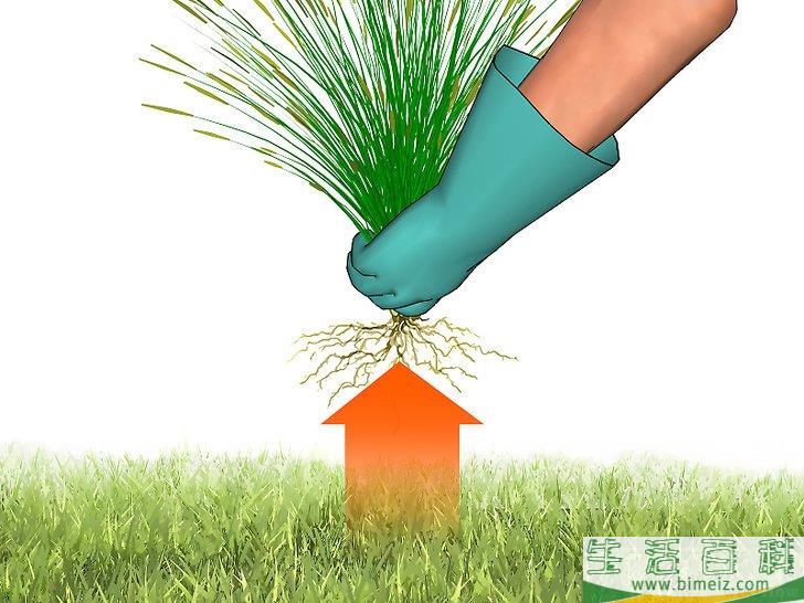 怎么去除狐尾草