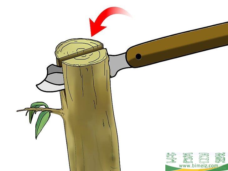 怎么嫁接树