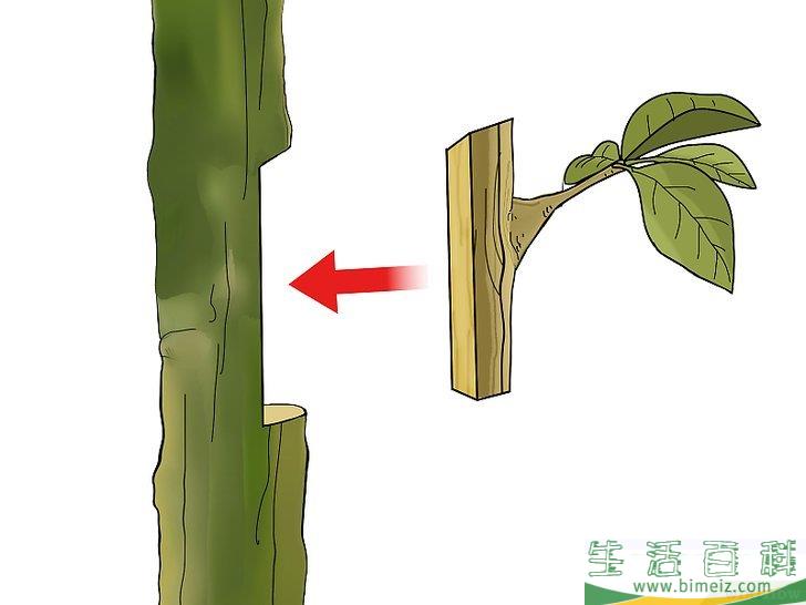 怎么嫁接树