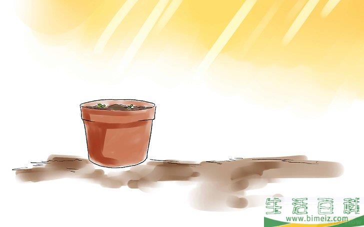怎么种樱桃