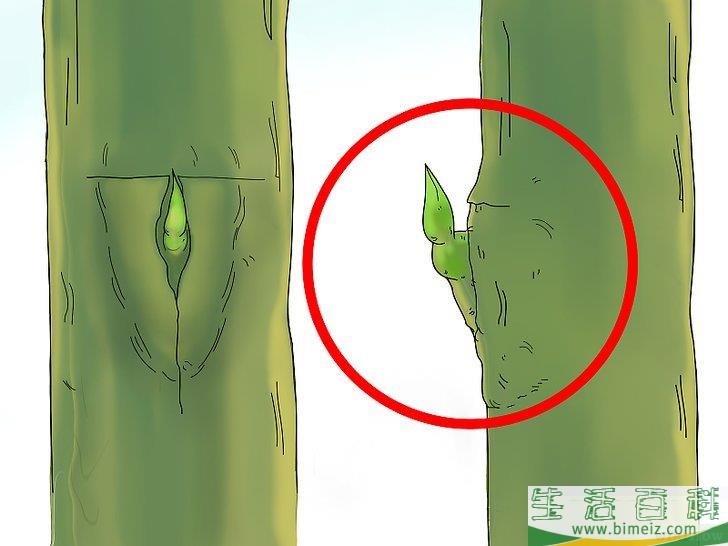 怎么嫁接树
