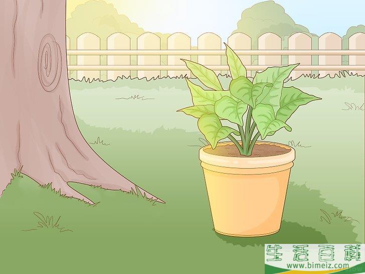 怎么挽救濒死的一品红