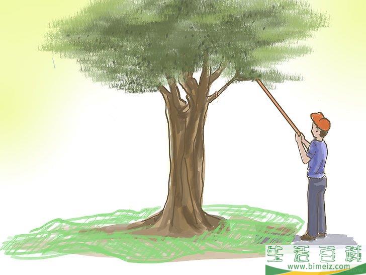 怎么种橄榄