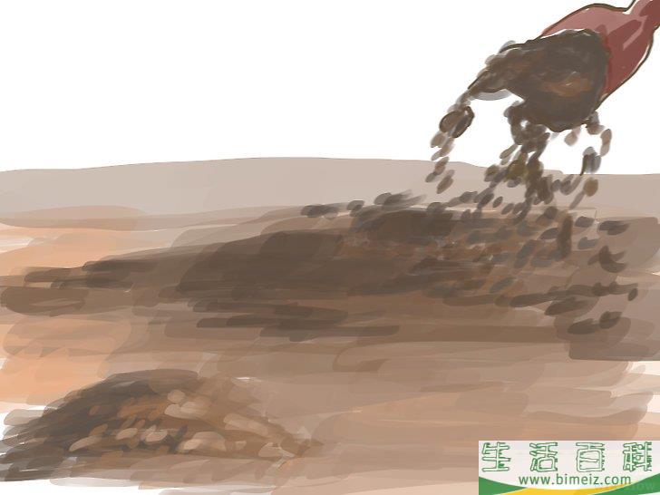 怎么种橄榄