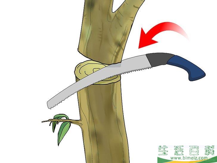 怎么嫁接树