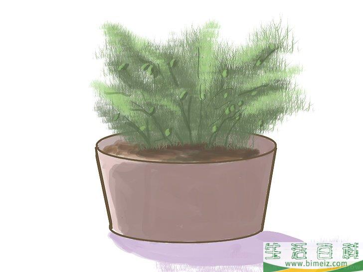 怎么种橄榄