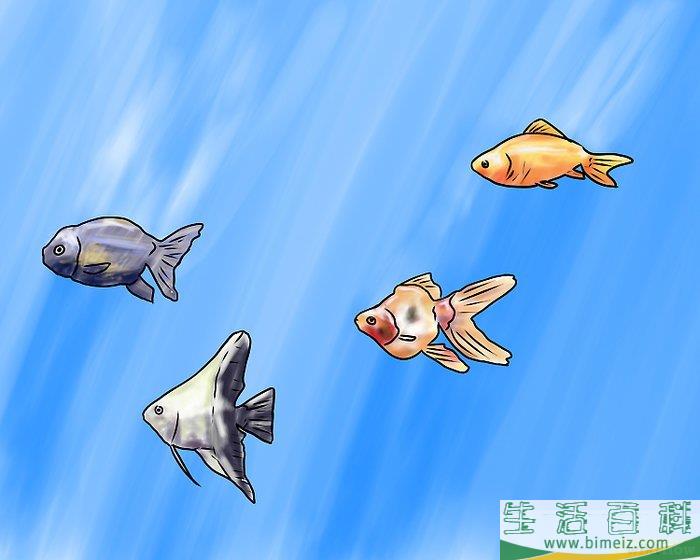怎么组装淡水水族箱