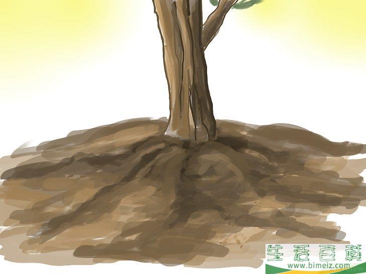 怎么种橄榄