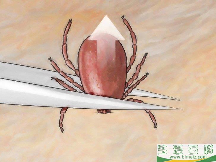 怎么消灭房间里的跳蚤和蜱虫