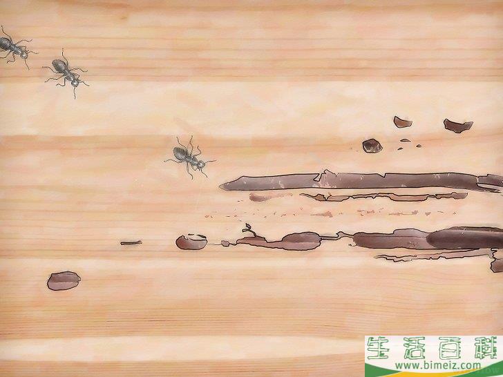 怎么清除木蚁