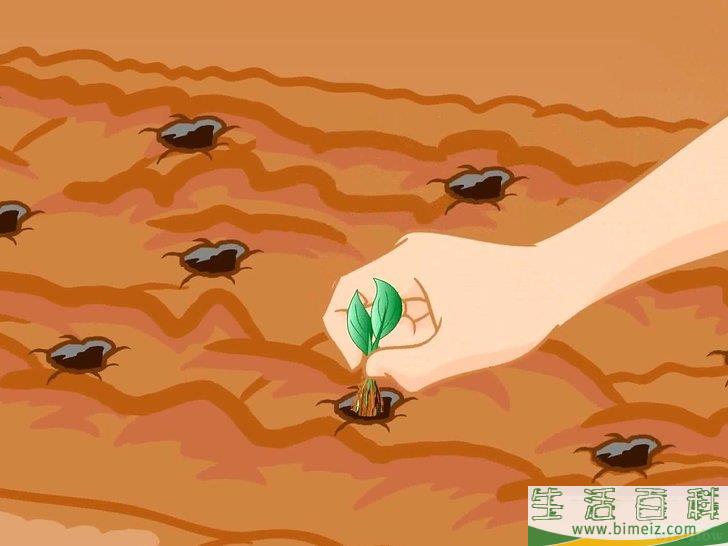 怎么种植生菜