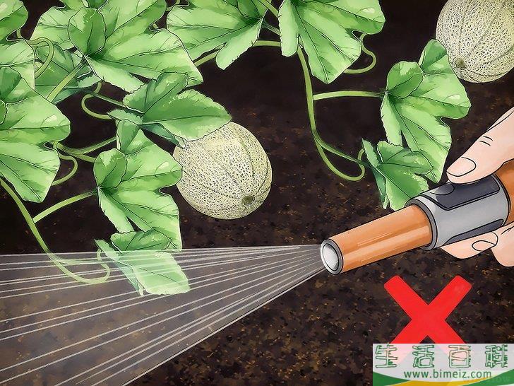 怎么种植甜瓜