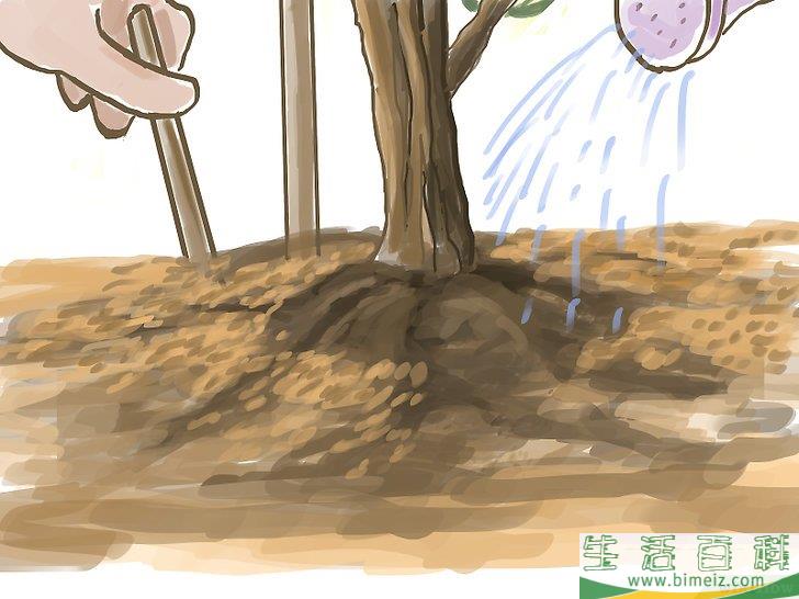 怎么种橄榄