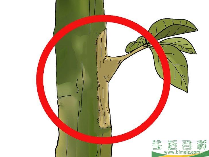 怎么嫁接树