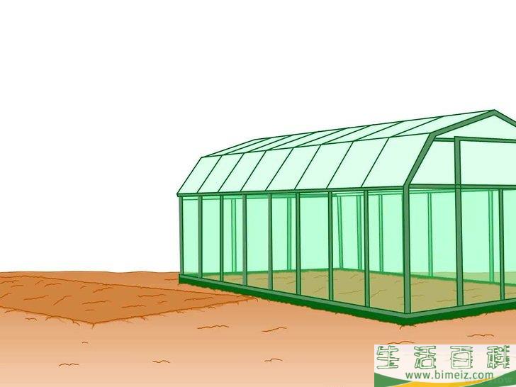 怎么种植生菜