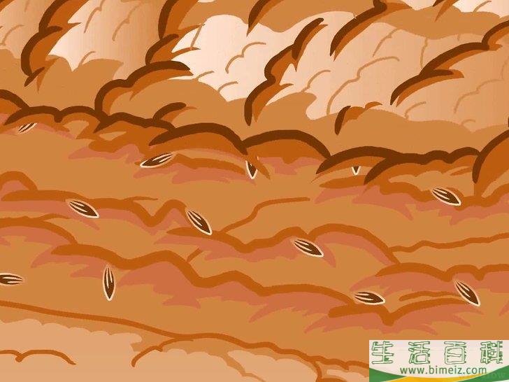 怎么种植生菜