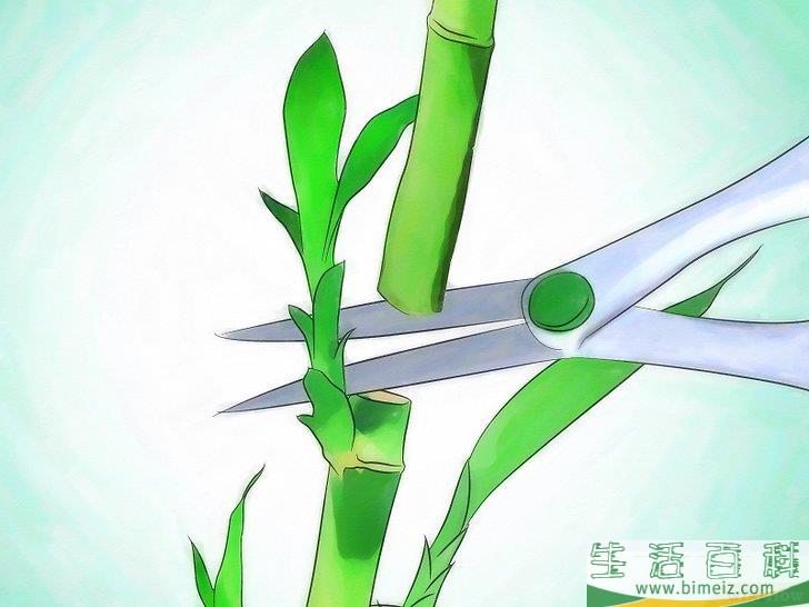 怎么栽种富贵竹