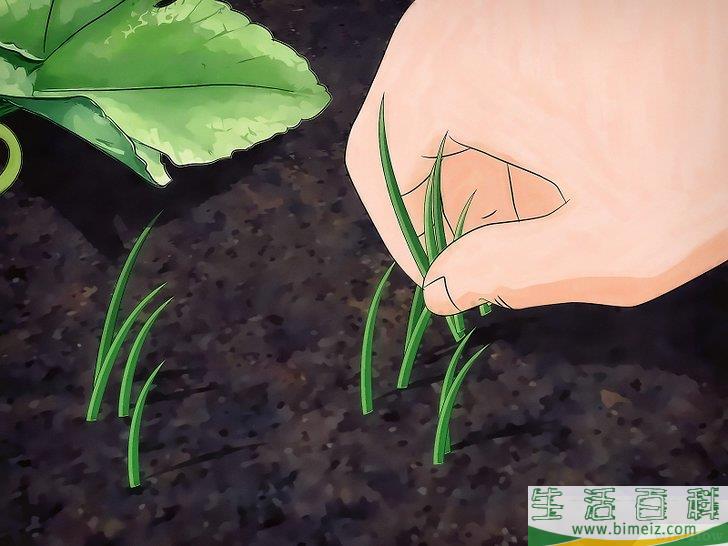 怎么种植甜瓜