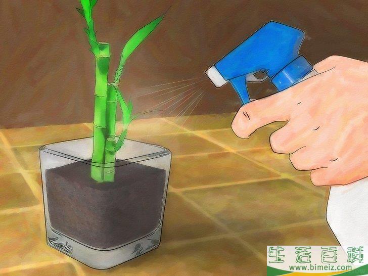 怎么栽种富贵竹