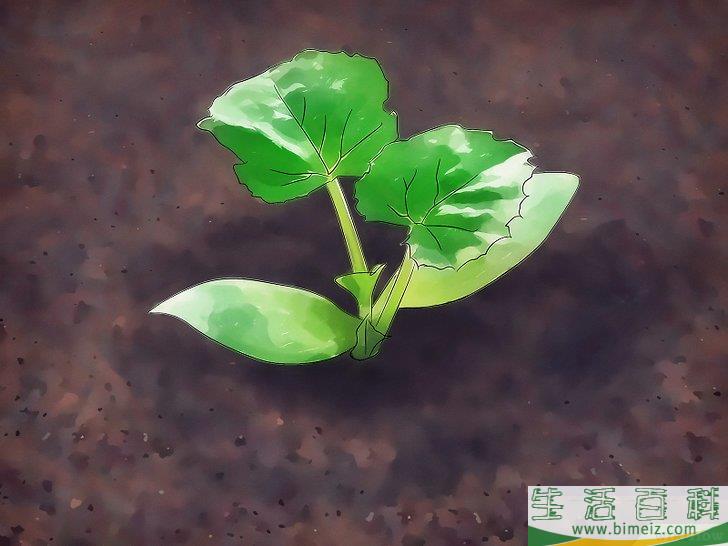 怎么种植甜瓜