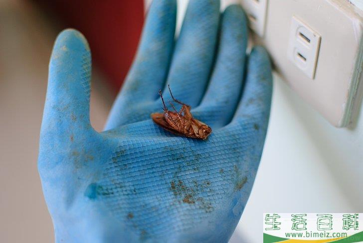 怎么用硼砂消灭蟑螂