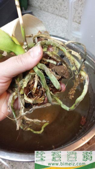 怎么让兰花再次绽放