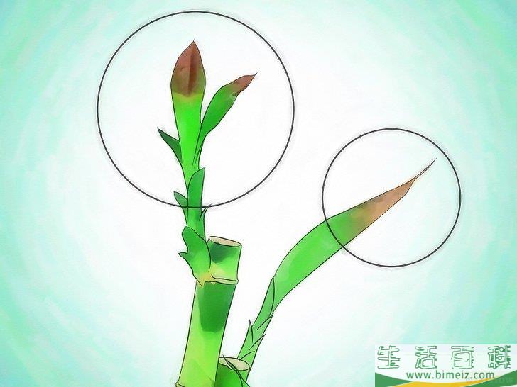 怎么栽种富贵竹