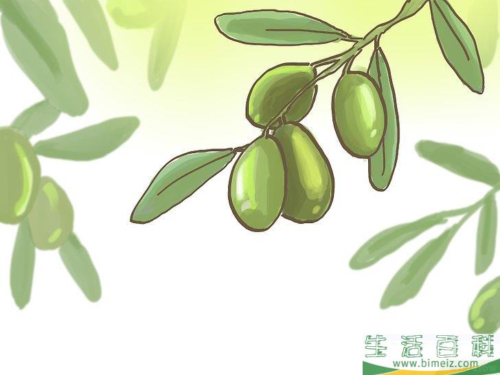 怎么种橄榄