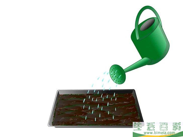 怎么种植生菜