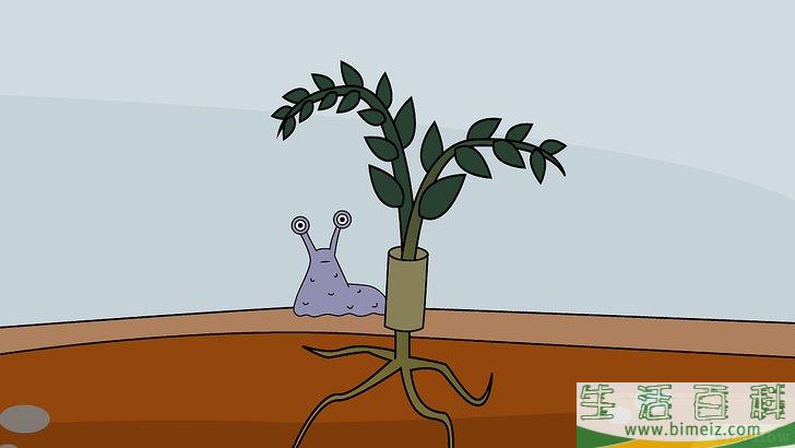 怎么种植番茄