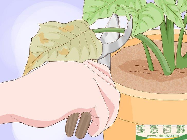 怎么挽救濒死的一品红
