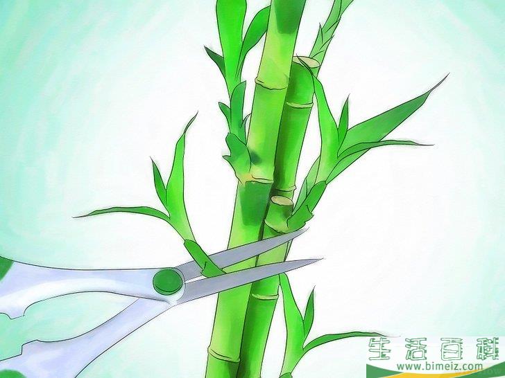 怎么栽种富贵竹