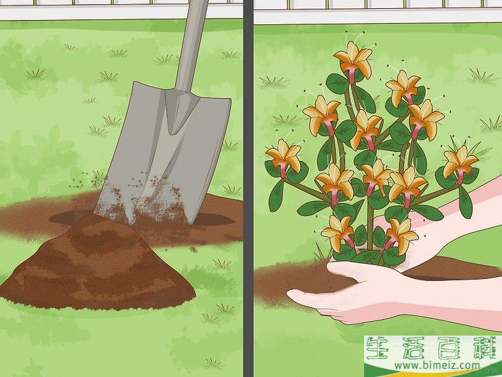 怎么栽种杜鹃花