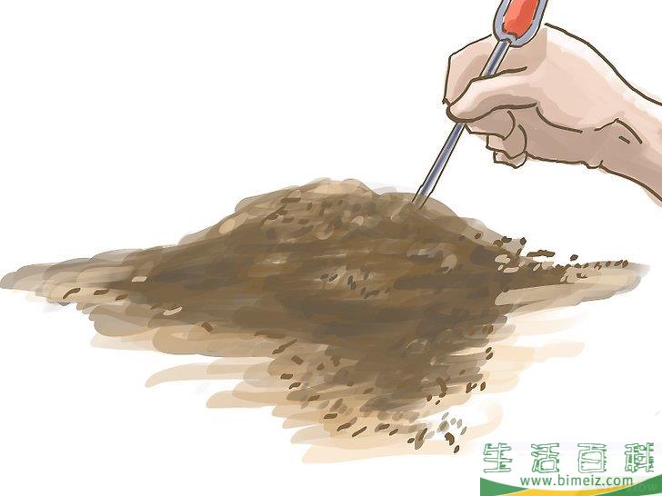 怎么种橄榄