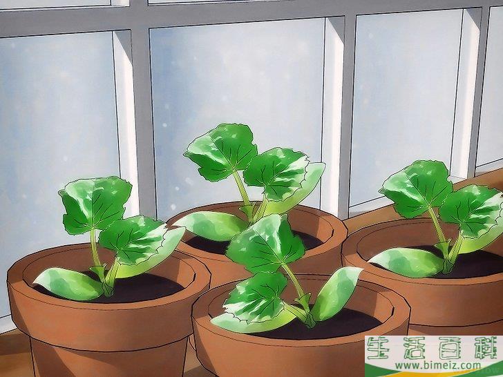 怎么种植甜瓜