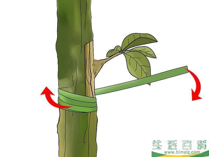 怎么嫁接树
