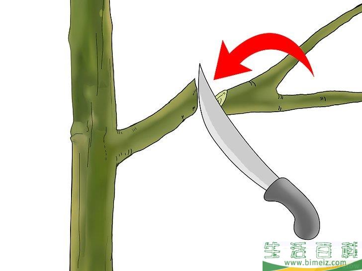 怎么嫁接树