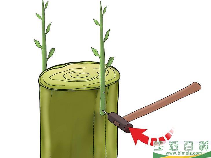 怎么嫁接树