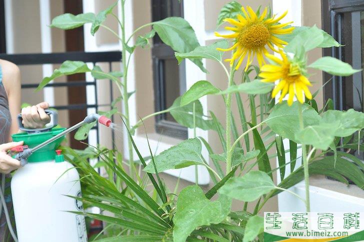 怎么才能把植物养好