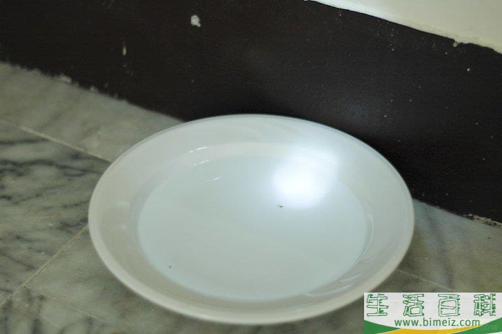 怎么自制捕蚤器