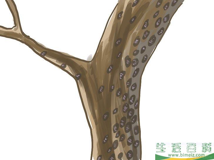 怎么种橄榄