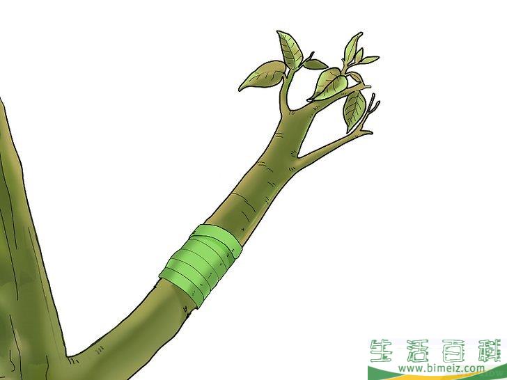 怎么嫁接树