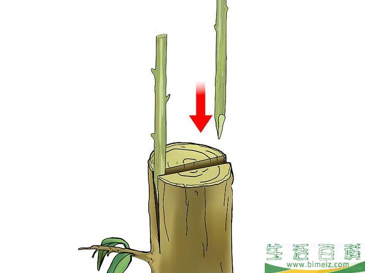 怎么嫁接树