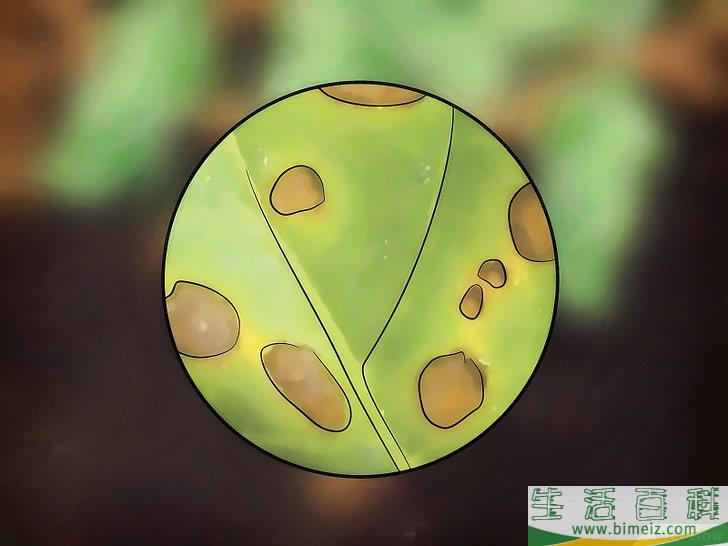 怎么种植甜瓜