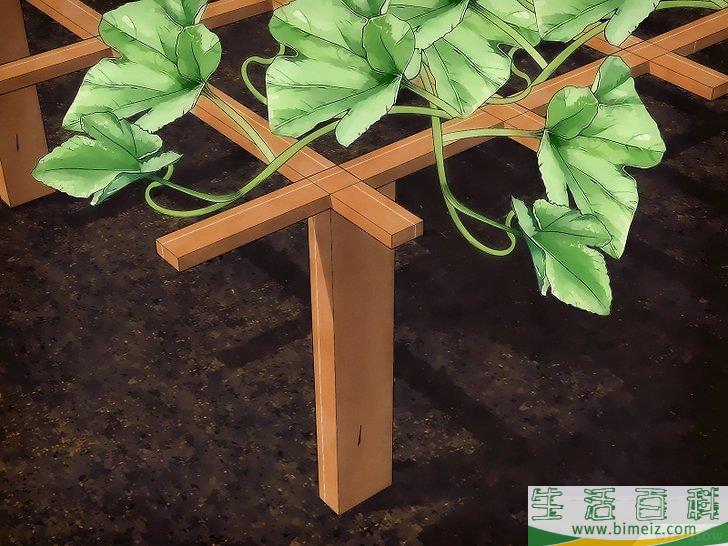 怎么种植甜瓜