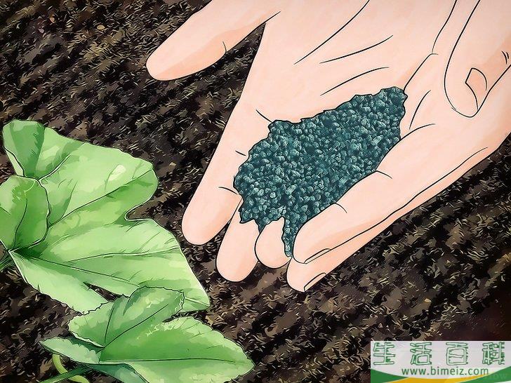 怎么种植甜瓜